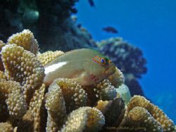 Peering into the Deep, this arc-eye hawkfish was 15 ft do... by Michele Jarvis 